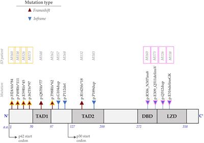 Mutational Landscape of CEBPA in Mexican Pediatric Acute Myeloid Leukemia Patients: Prognostic Implications